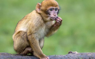 Mỹ: Lo ngại khỉ nhập khẩu từ Campuchia mang theo mầm bệnh chết người