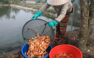 Làng nuôi cá ông Công, ông Táo ở xứ Thanh vào vụ