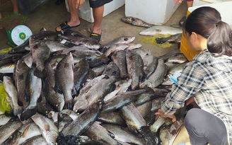 Thanh Hóa: 44 tấn cá lồng trên sông Bạng chết không do dịch bệnh