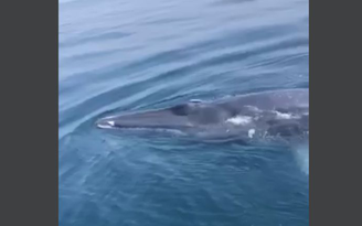 Thanh Hóa: Cá voi xuất hiện ở vùng biển Hoằng Hóa