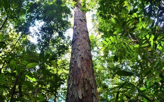 Giữa hỏa hoạn, phát hiện cây cao nhất rừng Amazon