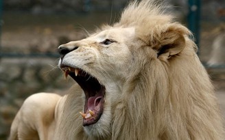 Nam Phi bắt một người Việt nghi buôn lậu nhiều răng, vuốt sư tử