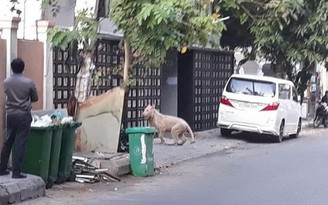 Sư tử của người Trung Quốc bất ngờ chạy rông trên đường phố Phnom Penh