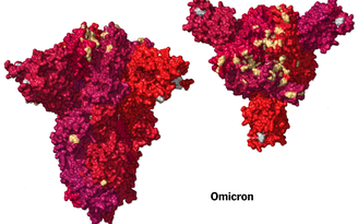 WHO: Biến thể Omicron có hơn 40 đột biến khác nhau