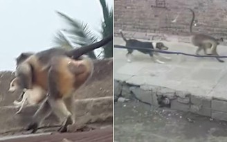Đàn khỉ giết 250 con chó để báo thù ở Ấn Độ