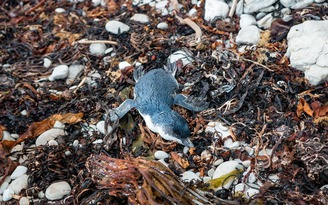 Hàng trăm chim cánh cụt chết trên bờ biển mỗi ngày ở New Zealand