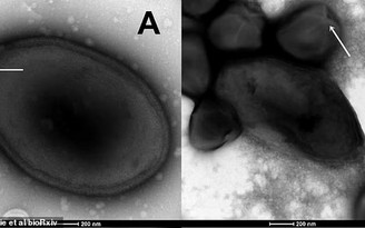 Hồi sinh thành công một chủng virus có từ gần 50.000 năm trước