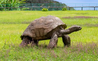 Cụ rùa cao tuổi nhất thế giới mừng sinh nhật lần thứ 190