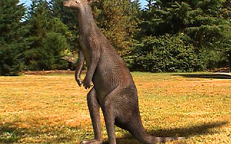 Trích xuất ADN của 2 loài kangaroo cổ xưa