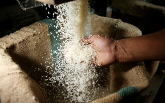 Xà xẻo gạo cứu đói của dân