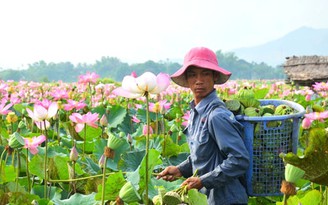 Trăm triệu từ sen