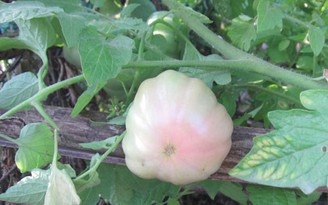 Trái cà chua của mạ