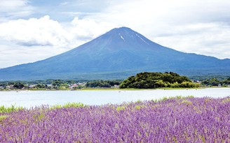 Rực rỡ sắc hoa lavender bên núi Phú Sĩ