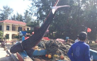 Ngư dân chôn cất cá voi theo nghi thức truyền thống