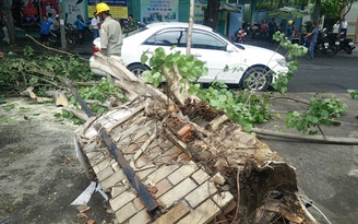 Cây xanh bật gốc đè ô tô giữa trung tâm Sài Gòn