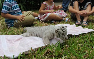 Thảo cầm viên Sài Gòn tổ chức lễ đầy tháng cho 3 chú hổ trắng Bengal