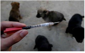 Giết chó bằng thuốc độc rồi lấy thịt bán ở Trung Quốc