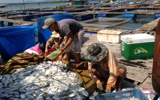 Cá chết hàng loạt trên sông Chà Và do các nhà máy xả thải chưa đạt chuẩn