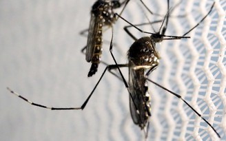 Du khách Úc nhiễm Zika du lịch Nha Trang, Bộ đề nghị nâng mức cảnh báo