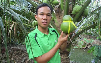 'Người bí ẩn' hô biến trái dừa thành dừa hồ lô