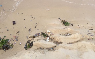 Cá biển chết dạt vào Quảng Bình do nguồn nước nhiễm độc