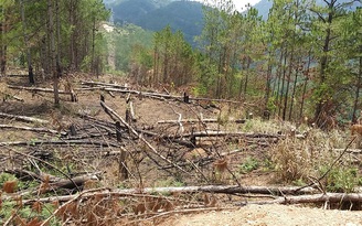 Công ty thủy điện tự ý chặt rừng phòng hộ xung yếu