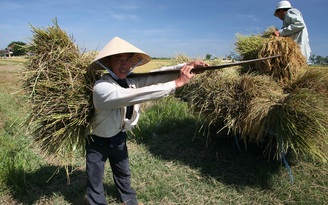 Cơ hội cho gạo Việt