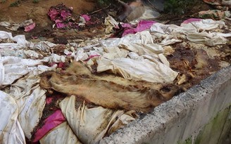 Vứt xác heo thối ra sông Sài Gòn: Doanh nghiệp không thể chối bỏ trách nhiệm