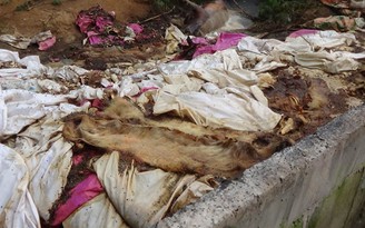 Vứt hàng trăm xác heo thối ra thượng nguồn sông Sài Gòn: Buộc khắc phục hậu quả