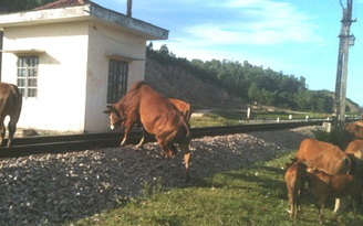 Nguy hiểm khi thả trâu, bò trên đường sắt