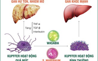 Bác sĩ ơi: Gan nhiễm mỡ từ mức độ nào thì nên uống thuốc?