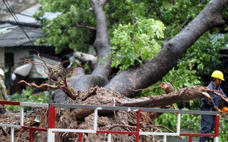 TPHCM: Mưa to và gió giật làm ngã cây cổ thụ