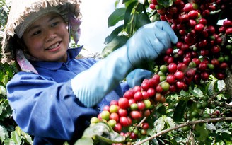 Giá cà phê tăng mạnh vì nguồn cung khan hiếm