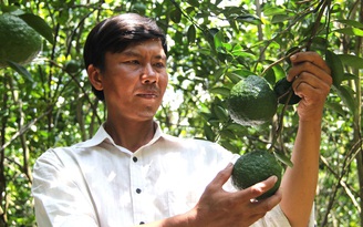 'Đệ nhất' cam sành Vĩnh Long