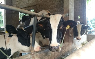 Dân bán bò sữa hàng loạt vì giá sữa rẻ hơn nước lọc