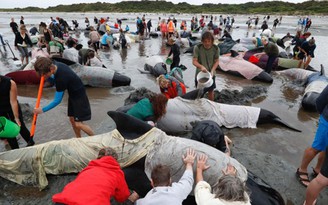 New Zealand chạy đua cứu cá voi mắc cạn