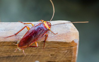 Nguy hiểm khi côn trùng chui tai, mũi