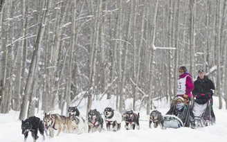 Những đấu trường thể thao khắc nghiệt: Đua chó kéo xe trượt tuyết