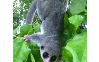 Tìm thấy loài vượn cáo mới ở Madagascar