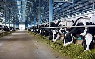 Liên kết lập hợp tác xã chăn nuôi bò sữa cao sản