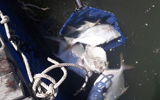 Hàng chục ngàn con cá giống nuôi lồng bè chết trắng trên sông Chà Và