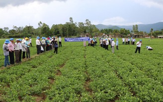 Nhiều trở ngại trong chuyển đổi cây trồng