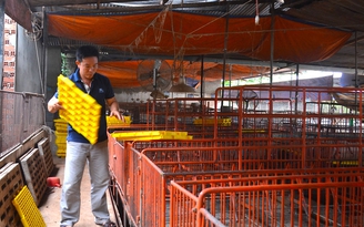 Ngưng cho heo đẻ để giảm lỗ