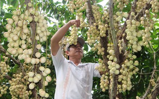 Làm giàu nhờ cây dâu xiêm