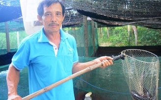 Lãi cao từ nuôi cá lóc trong ao lót bạt