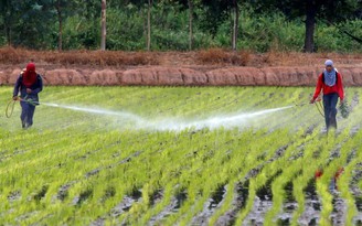 Thái Lan trả tiền để nông dân ngưng trồng lúa
