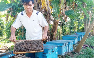 Nuôi ong mật thu lãi trăm triệu đồng