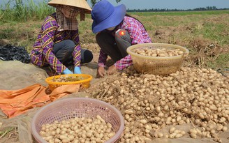 Củ lùn giá cao, nông dân phấn khởi