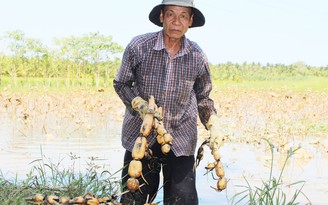Nông dân hụt hẫng khi tham gia mô hình trồng sen trên đất lúa