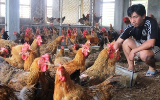 Bí quyết làm giàu: Xây nhà tầng nuôi gà sạch